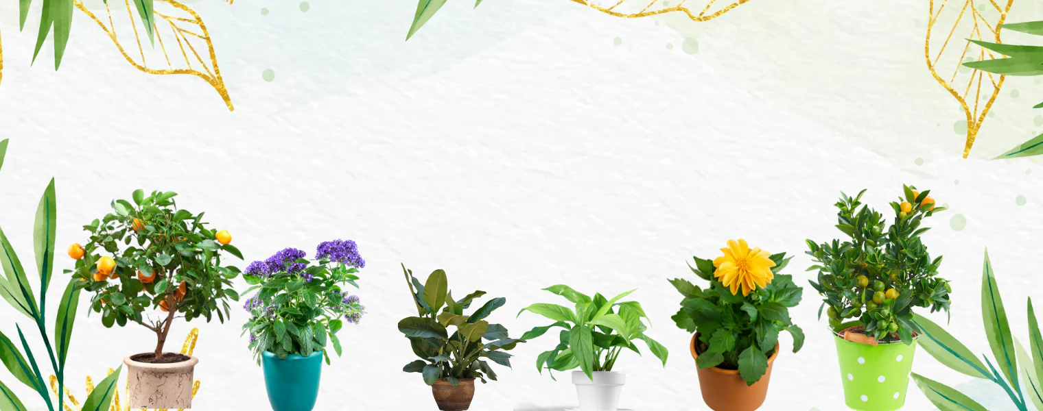 Breathe Life Into Your Home
